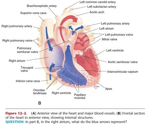 There are four major blood vessels that create blood circulation within the heart. Heart Chambers-Vessels and Valves