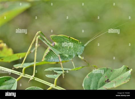 A Katydid Looks Like A Leaf And Is Quite Well Camouflaged As It Creeps