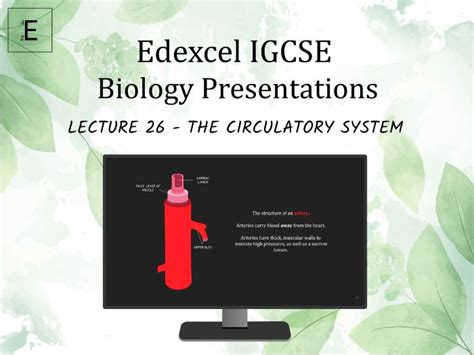 Edexcel Igcse Biology Lecture 26 The Circulatory System Teaching