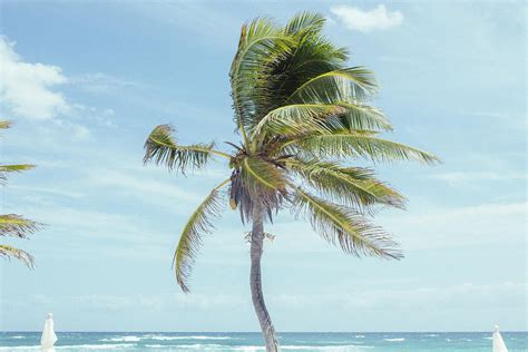 Palm Trees Blowing In Wind At Beach Photograph By Sasha Weleber Pixels