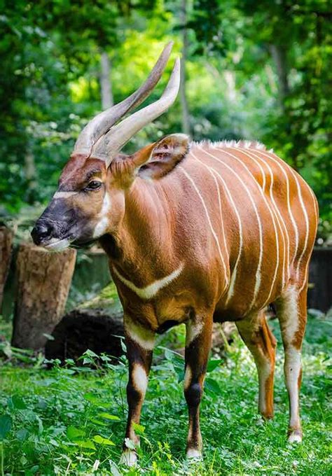 Bongo The Animal Facts Appearance Diet Habitat Behavior Lifespan
