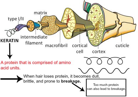 How Protein Affects Your Hair Chic From Hair 2 Toe