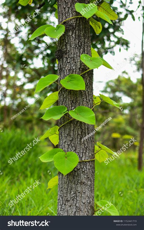 601 Vines Wrapped Around Tree Images Stock Photos And Vectors Shutterstock