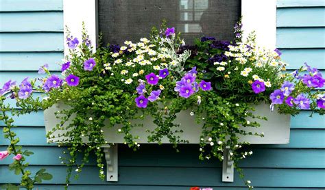 Easy Flower Box Flowers Best Flower Site