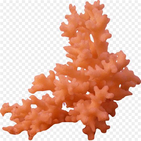 Coral Reef Sea Clip Art Sea Png Download 10041000