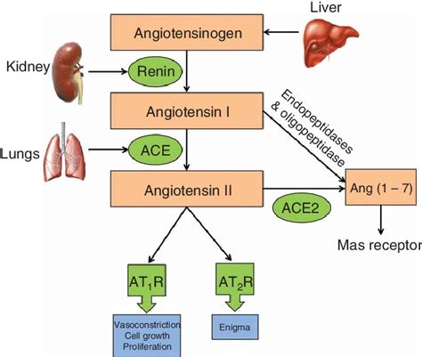 Overview Chart Of The Renin Angiotensin System Porn Sex Picture
