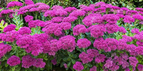 How To Plant And Grow Sedum A Hardy Perennial With Stunning Fall Color