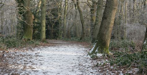 Winter Woodland Path 4