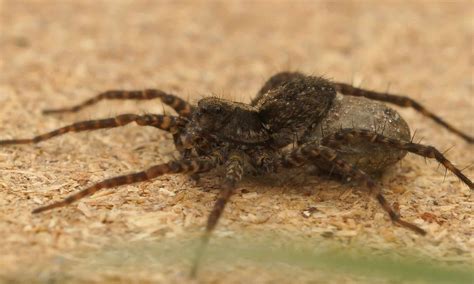Wolf Spiders In Michigan Everything You Need To Know Wiki Point