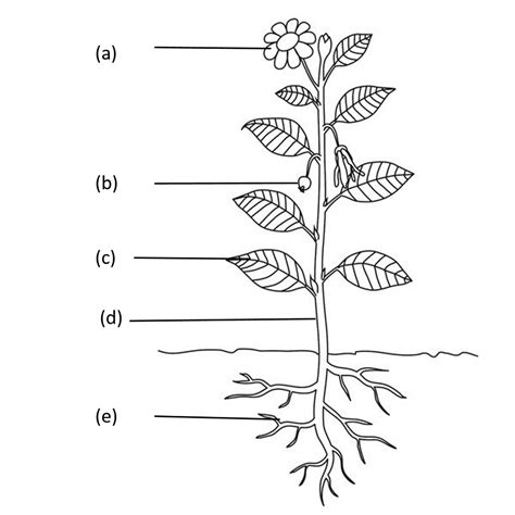 Labels The Parts Of The Plants In The Images Given Below
