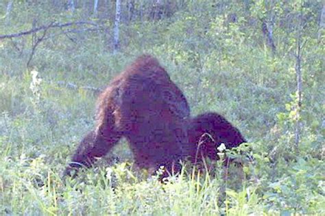 Sign in with a different account create account. Reader Mail: "Probably the Best Image Since the Patterson-Gimlin Film!"