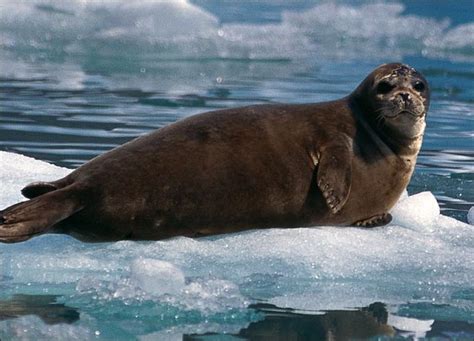 Seal Animal Wildlife