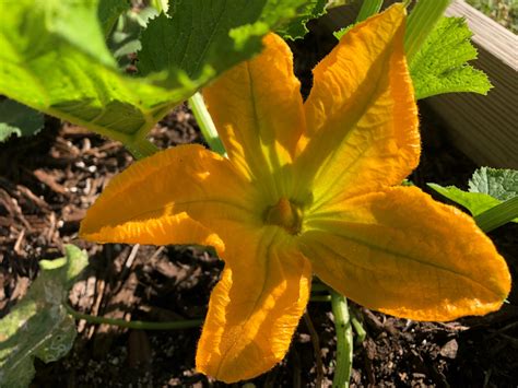 The Mighty Squash Vine Borer Gardening In The Panhandle