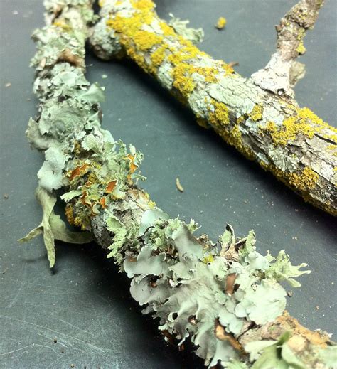 Lichen On Trees Bad