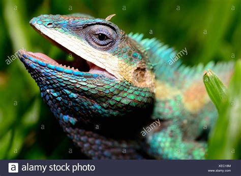 ปักพินโดย Eyecruelbunny ใน Blue Crested Lizardandchameleonandbearded Dragon