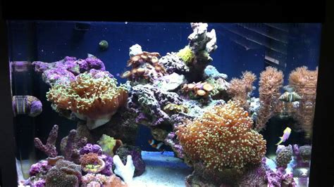 29 Biocube Overstocked With Corals Youtube