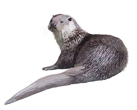 2600 Otter Illustrations Royalty Free Vector Graphics And Clip Art