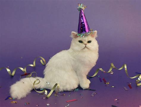 Funny Birthday Cat 20 Background