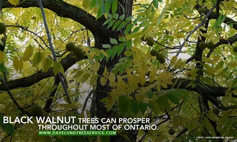 Pawpaws And Black Walnut The Best Trees To Plant In Southwestern Ontario