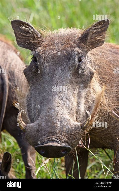 Warthog South Africa Wildlife Phacochoerus Africanus Stock Photo Alamy