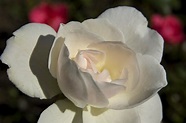 zum Gedenken an die weiße Rose .. heute vor 68 Jahren … | Flickr