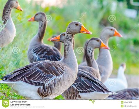 Wild Gray Geese With Orange Beaks On The Background Of Green Grass
