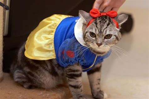 11 Cats In Halloween Costumes Pet Costumes Cat Halloween Costume