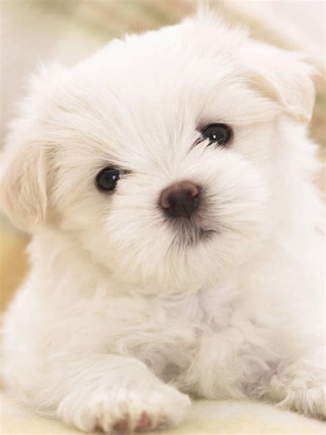 Maltese Puppy Cute White Hd Dog Wallpaper