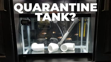 How To Set Up A Quarantine Fish Tank And Why You Need To Youtube