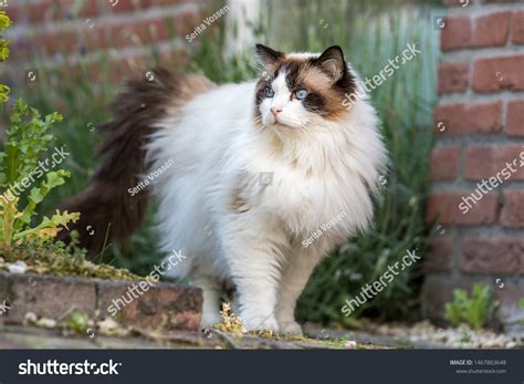 12942 Ragdoll Cat Stock Photos Images And Photography Shutterstock