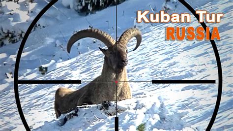 kuban tur hunting in russia tur de kuban en russie 2022 youtube