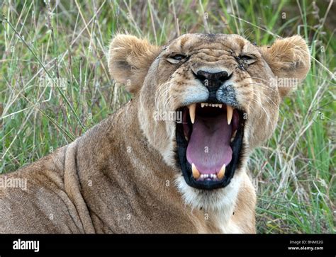 Snarling Lioness Lioness Panthera Leo Nubica In The Masai Mara