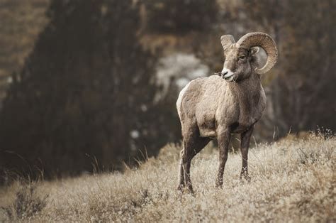Jaw Dropping Montana Wildlife Photos