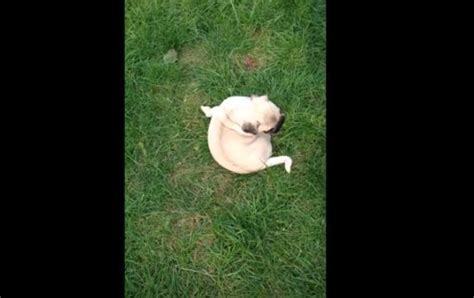 Video Pug Puppy Is Entertained By Chasing His Own Tail Cant