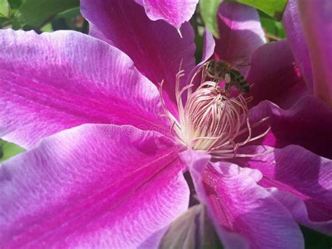 Large Clematis Bush Grows In The Garden Beautiful Purple Flower Of