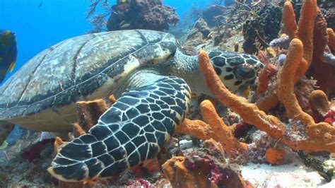 Philip Cottrell Spain Sea Turtle Eating In Coral Reef