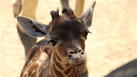 Dallas Zoo Announces Name Of Giraffe Calf Nbc 5 Dallas Fort Worth
