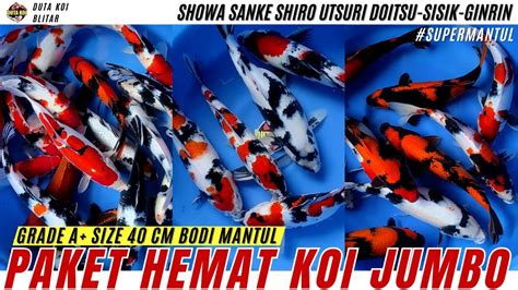 Super Mantul Paket Hemat Koi Jumbo Grade A Bodi Gemoy Gemoy Doitsu Sisik Ginrin Ready