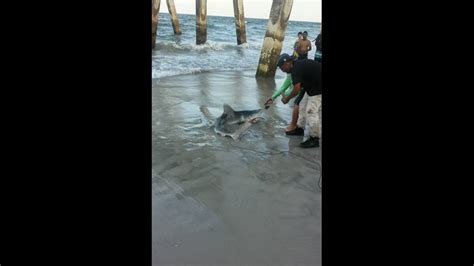 Horrific Moment Shark Chomps Down On Fishermans Arm