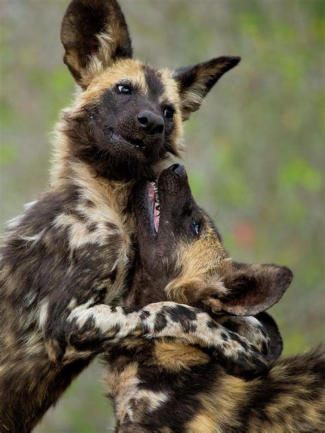 Wild Dogs In Africa Nipodplace