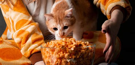 27 Best Images Can Cats Eat Popcorn Can Cats Eat Popcorn Can Cats