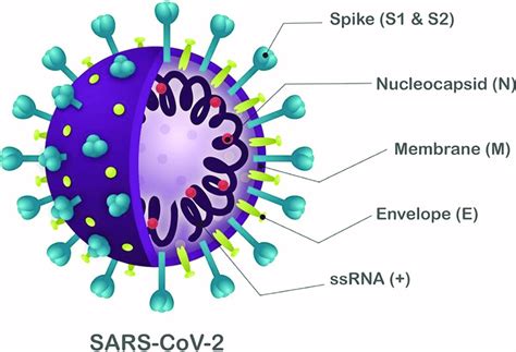 Schematic Structure Of Sars Cov 2 The Viral Structure Is Primarily