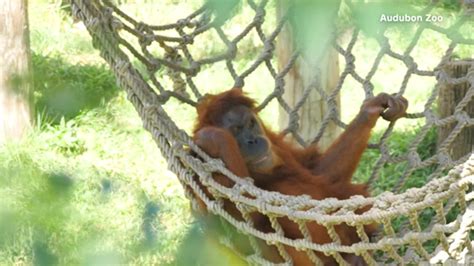 Endangered Orangutan Expecting Twins Woai