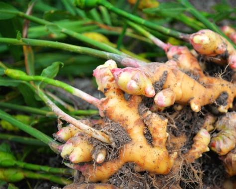 How To Grow Ginger At Home Guide Healthy Food Tribe