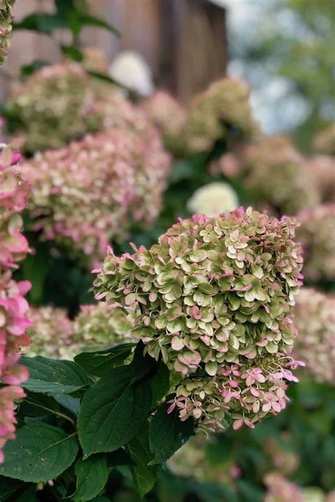 Little Lime Hydrangea Care A Gardeners Guide To Dwarf Limelight