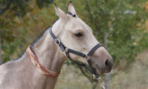 Top Five Rare Horse Breeds Cowgirl Magazine