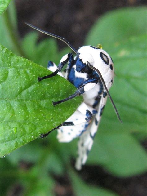When picked up, their stiff, smooth spines are bent backward and they tend to push the caterpillars forward and out of the grip (wagner 2009). Giant Leopard Moth exhibiting chemical defense | Leopard ...