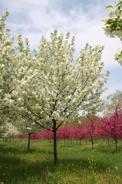 Flowering Tree Snowdrift Crabapple Malus X Snowdrift Shade Tree