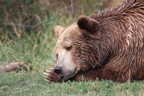Bear Sleeping Photograph By Tammy Crawford Pixels