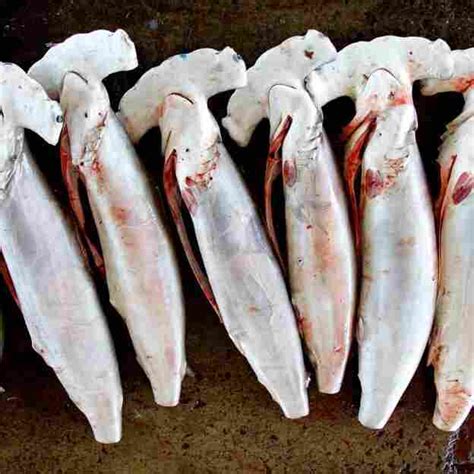 Why Shark Finning Bans Arent Keeping Sharks Off The Plate Yet The